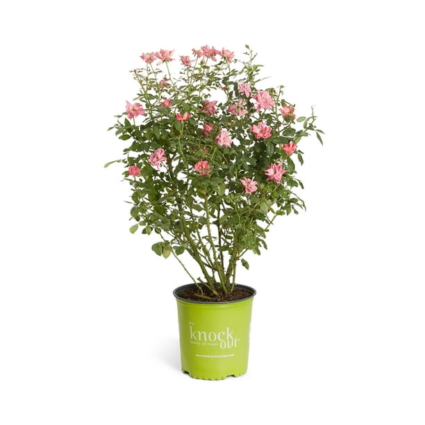 Indoor/Outdoor Flowering Plant Brighter Blooms No Shipping to AZ 2-3 Feet Pink Knock Out Rose Tree